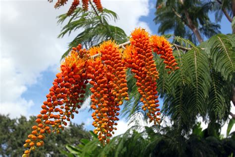 Maybe you would like to learn more about one of these? palm beach botanic garden | Botanical gardens, Flowers ...