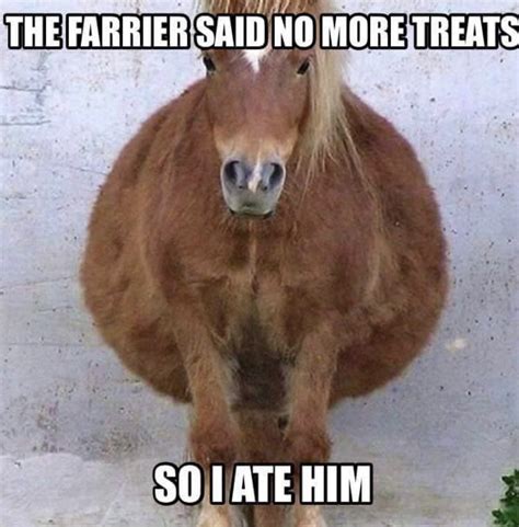 The 15 Funniest Horse Memes Of All Times Petpress