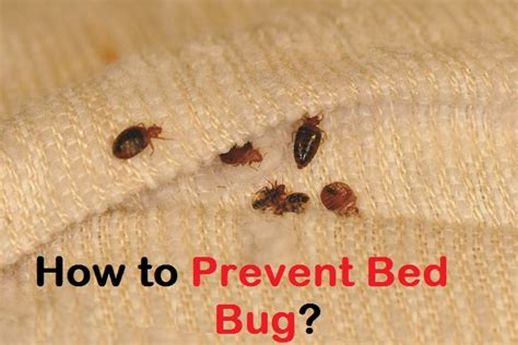 How To Prevent Bed Bug