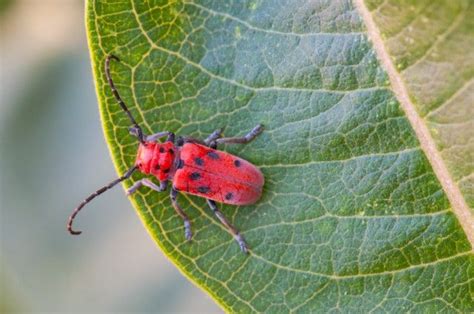 Why Is This Beetle Bright Red Its Sending A Message To Predators