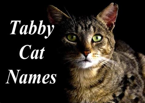 Tabby Cat Names 100 Perfect Names Cat Mania