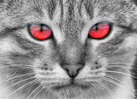 Portrait Of A Cat With Red Eyes Stock Photo Image Of Portrait Animal