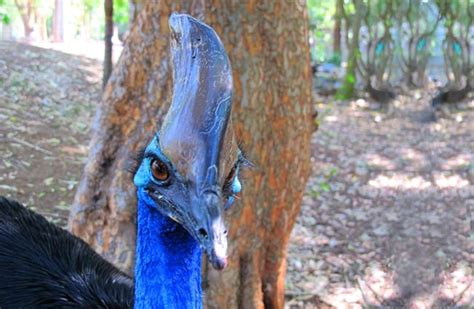 Cassowary Description Habitat Image Diet And Interesting Facts