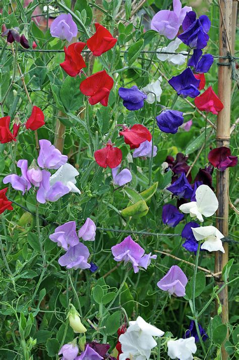 Colorful Sweet Pea Flowers Photograph By Perl Photography