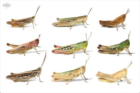 My hero mania codes : Grashopper, Carapace / Pix For Grasshopper Anatomy ...