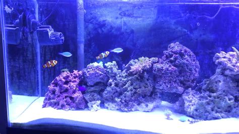 Deep Sand Bed And Rescape Of 55 Reef Youtube