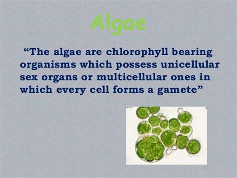 Classification Of Algae