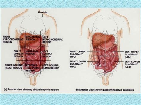 Anatomical reference planes are used to locate structures in the body for this purpose. Anatomical Quadrants : Quadrant Anatomy Anatomy Drawing ...