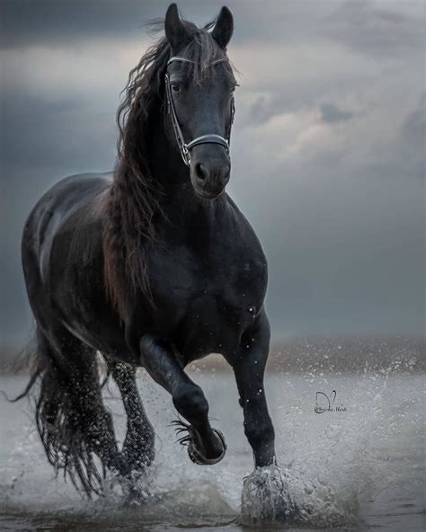 10 Most Popular Horses Breeds In The World Horses Most Beautiful Images