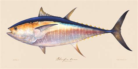 Gamefish Art Original Bluefin Tuna Illustration Prints Studio Abachar