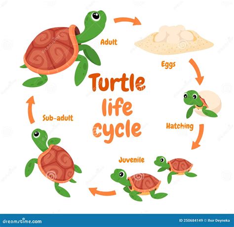 Illustration Of A Turtle Life Cycle Reproduction Of Turtles In The