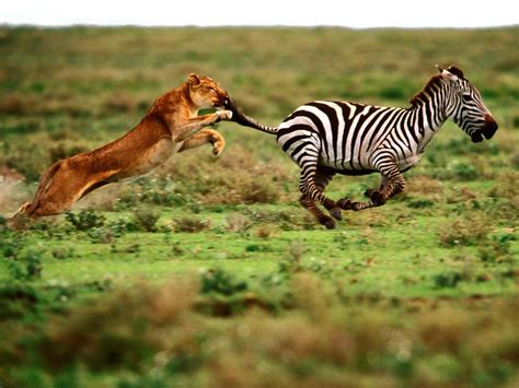 Lioness Hunting Zebra
