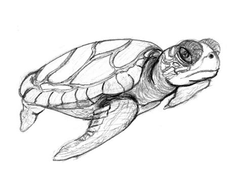 Free Printable Turtle Coloring Pages For Kids Turtle Coloring Pages