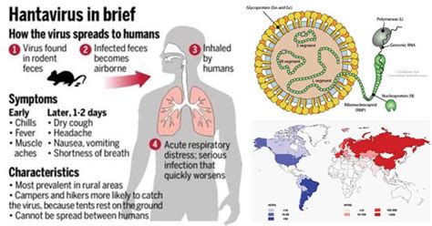 Nova scotia communicable diseases manual section: HantaVirus: All you need to know about the HantaVirus, and ...
