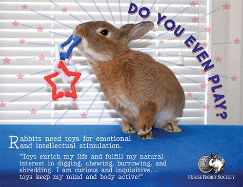 The Importance Of Toys House Rabbit Society