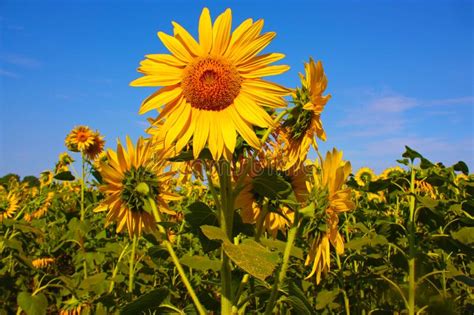 Bright Yellow Sunflower In Field Stock Image Image Of Summer Rural