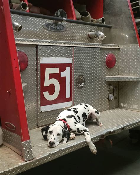 Tuesday Is A Tv Star And Firehouse Dog For Chicago Fire Dogswithjobs