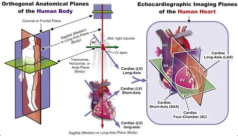 Principles Of Transthoracic Imaging Acquisition The Standard Adult