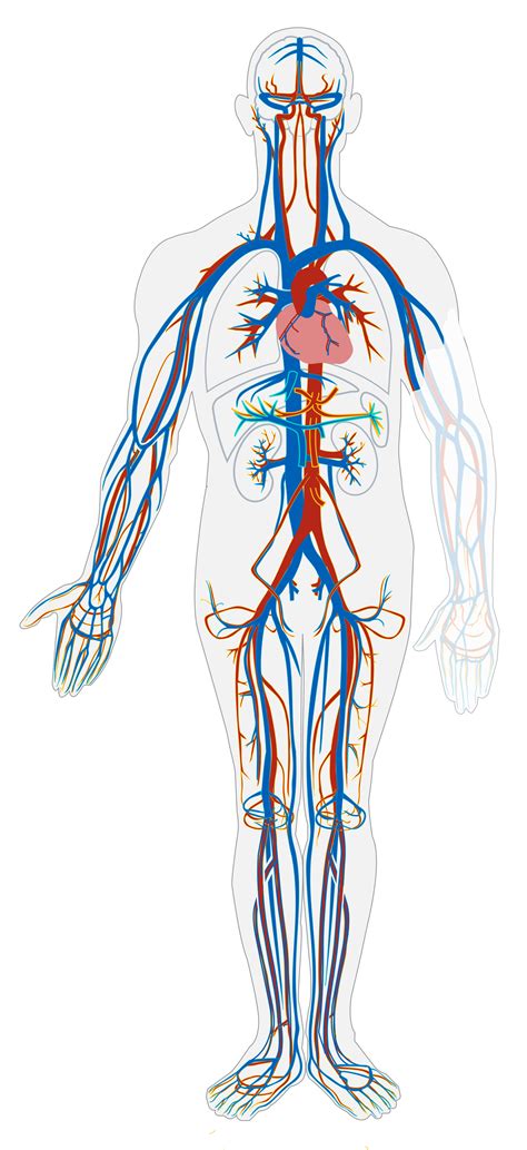 Introduction To The Cardiovascular System Human Biology