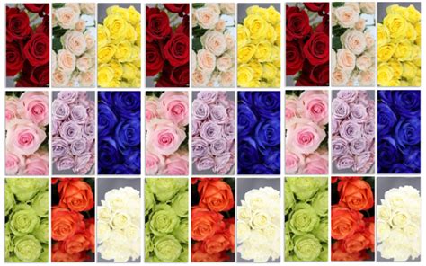 Significado De Las Rosas Según Sus Colores 🌈 Variedades De Rosas
