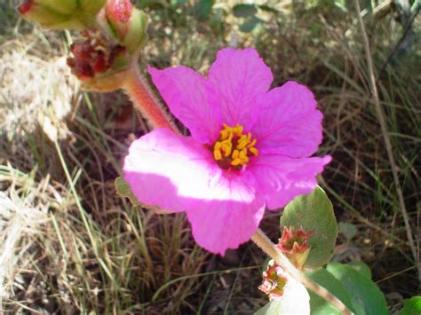 Flores nativas do cerrado Pirenópolis Online