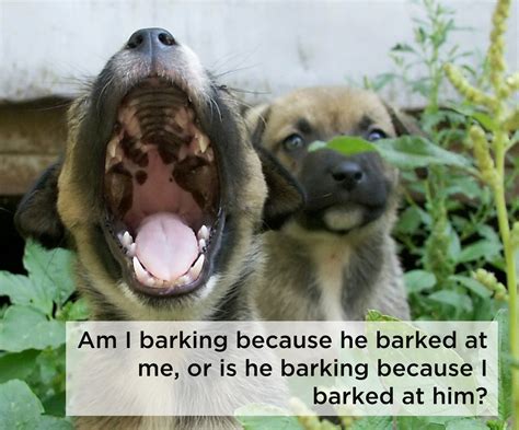 23 Dog Thoughts That Will Change Your Outlook On Everyday Dog Life Dog