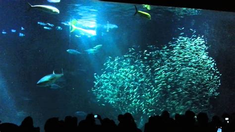 Monterey Bay Aquarium Deep Ocean Fish Feed Pt 1 Youtube