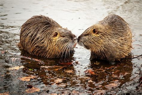 Today A Male And Female Beaver Are Being Reintroduced Into London Uk Anthropocentrism