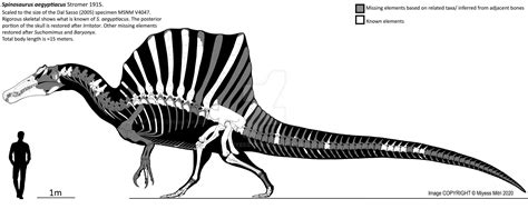 Spinosaurus Skeleton By Miyess On Deviantart