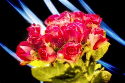 Bunch Of Red Roses Stock Image Image Of Brush Leaf 35974935