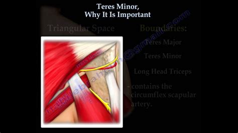Teres Minor Why It Is Important Everything You Need To Know Dr