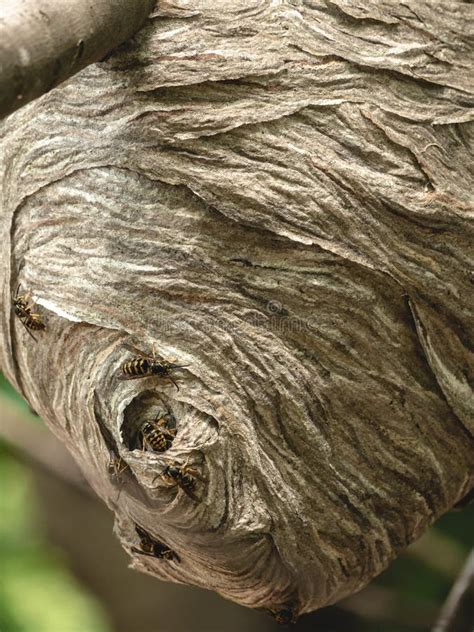 Paper Wasp Nest Built In Tree Branch Close Up Stock Image Image Of