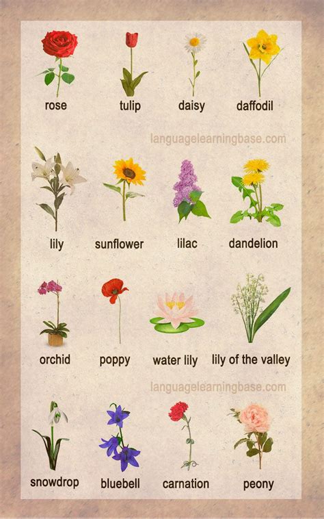Flower Names And Pictures In English Idalias Salon
