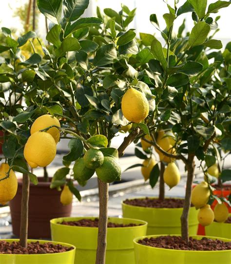 How To Grow An Indoor Lemon Tree Birds And Blooms