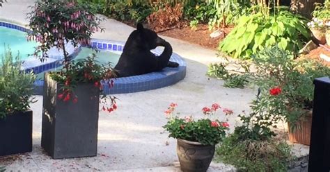 Bear Takes Dip In Pool And Hot Tub