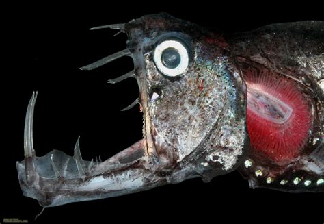 Mouth Pacific Viperfish Photo And Wallpaper Cute Mouth Pacific