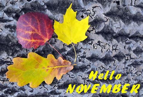 Hello Novembercolorful Autumn Leaves On A Tree Bark Backgroundfall