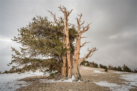 Resolve Ancient Bristlecone Pine White Mountains California