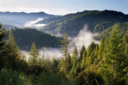 Forests North American Carbon Calculates Sequester Capacity
