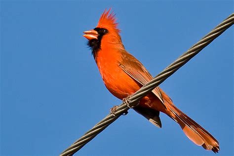 Utah Bird Profile Northern Cardinal