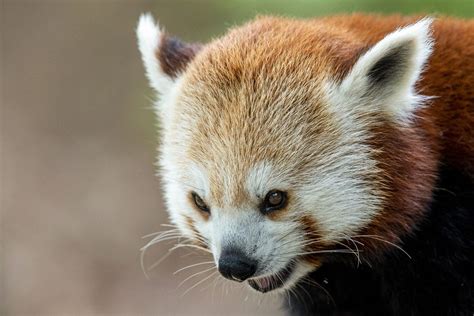 One Of Two Red Panda Cubs At Toronto Zoo Dies A Week After Birth The