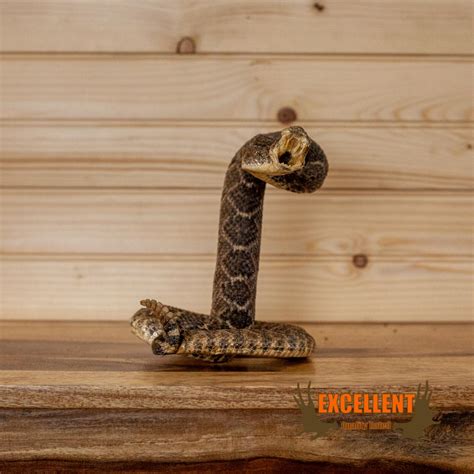 Diamondback Rattlesnake Full Body Taxidermy Mount Sw10263 Safariworks