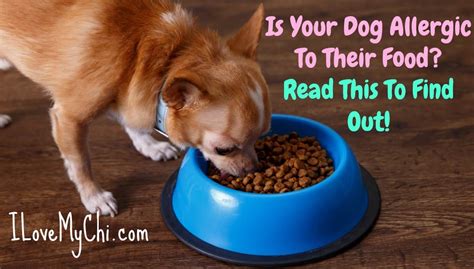 In the dog, the most common symptom associated with allergies is itching of the skin, either localized (in one area) or generalized (all over the body). Is Your Dog Allergic To Their Food? Here's How To Tell | I ...