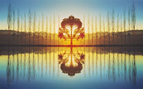 Nature Symmetry Sunlight Trees Reflection Wallpapers Hd Desktop