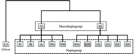 Japanese Major Mitochondrial Haplogroups The Japanese Population Based Download Scientific