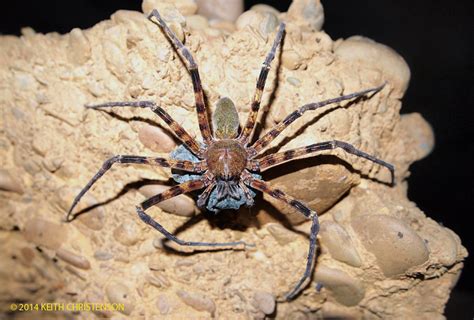 Huntsman Spiders Sarawak Borneo Malaysia