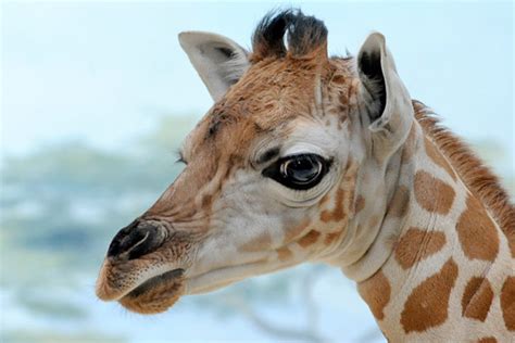 Cute Animal Picture Of The Day Endangered Baby Giraffe