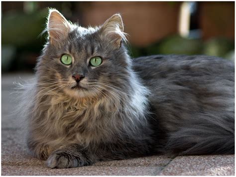 Cheapest Cat Breeds In The Philippines Cat Meme Stock Pictures And Photos