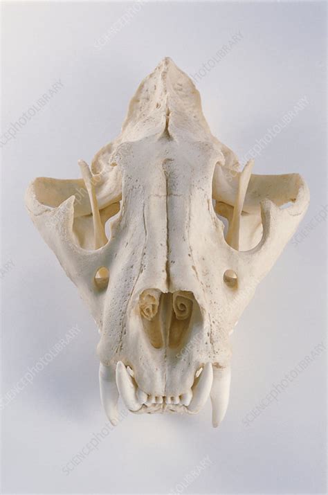 Lion Skull Stock Image C0092347 Science Photo Library