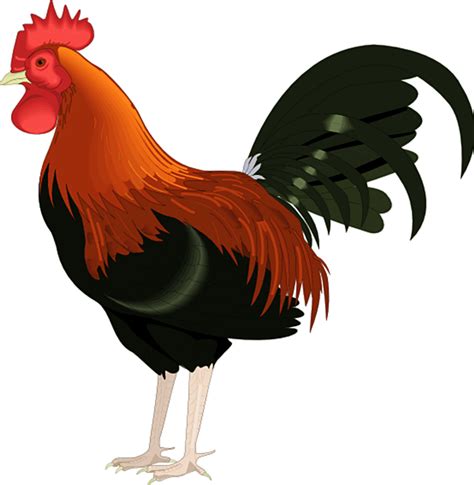 Download now kumpulan gambar kartun binatang ayam duinia kartun. 84+ Gambar Ayam Png - Gambar Pixabay
